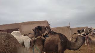 Camel hôtel Agafay Marrakech desert