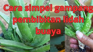 cara simpel gampang pembibitan lidah buaya