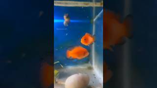 #breeding success//#tukana jewel fish//#shorts