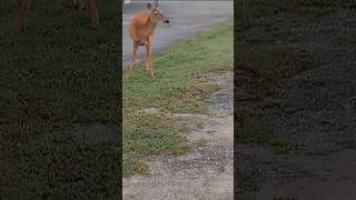 Walking up to deer in town! #wildlife #nature #viralvideo #subscribe