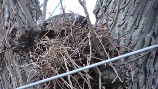 Great Horned Owls