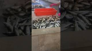 The fish market at Olhão