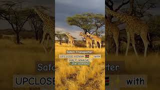 #wild #reticulated #giraffe #kenya #wildlife #safari #safariphotography #safarijourney #halfmaasai