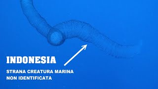 CREATURA NON IDENTIFICATA - INDONESIA