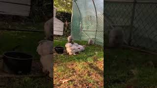 Parc des pekins porcelaine Isabelle et gris perle dans la serre grillagée à l’abri des rapaces