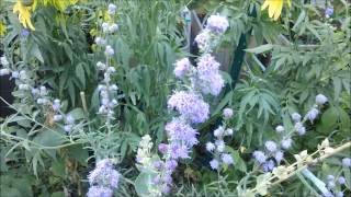 My 2013 growing season part 5: Pepper video for August 2013