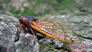 Hiszpańskie Cykady.Bardzo ciekawe stworzenia.