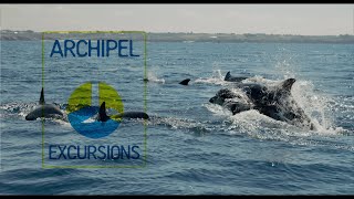 Une balade en Mer d’Iroise mémorable avec Archipel Excursion