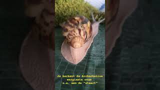 Archachatina marginata ovum "staart" #reuzenslakken #nathalieenzoo #archachatinamarginataovum