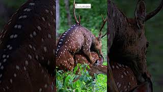 Deer #mating #shorts #matingseason #wildlife #nature #india #travel #explore #explorer #explorereels