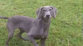 Weimaraner Quincey-Belle in the rain.