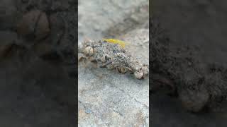 I Have never seen this insect here before, its a Yellow Sally,,, Kootenays,B.C