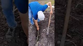 Siembra del pasto Maralfafa en el campo. 🌱💪 #siembra #pasto #maralfalfa #campo