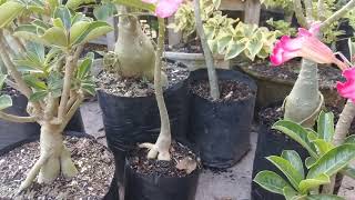 Melakukan penyerbukan pada adenium agar berbuah