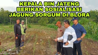 Budi daya Sorgum untuk menopang Kedaulatan Pangan # Sumbangsih LDII untuk bangsa