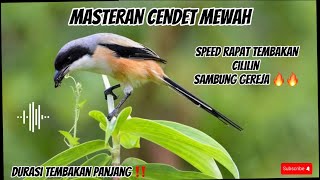 MASTERAN CENDET MATERI MEWAH🔥🔥SPEED RAPAT TEMBAKAN CILILIN SAMBUNG GEREJA ‼️DURASI PANJANG #cendet