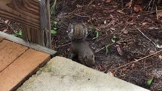 A hard working squirrel on The Fenney Trail, The Villages, Florida