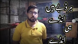 Shahzad Zaidi K Lovebirds Setup Ka Visit | Albino Red Eyes | Cremino | Blue Pale Fellow | Parblue