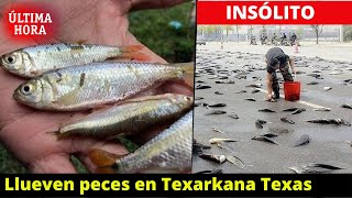 🚨INSÓLITO: Llueven peces en Texarkana Texas Estados Unidos