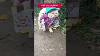 kucing dagang somai siapa beli 🐈