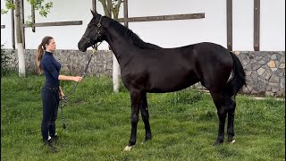 2 y.o. mare Beretta by Bon Couer - Fürstenball *2022, 166 cm, Oldenburg