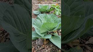 Cabbage plants this winter 😁