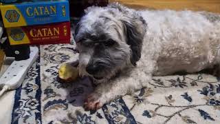 Cheeky Schichon Steals and Munches on Fruit