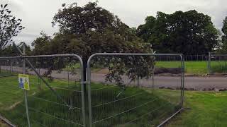 Tree Protection Fencing Example