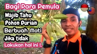 Bagi Pemula wajib Tahu, Pohon Durian berbuah bisa Mati, karena tidak segera Lakukan Hal ini!