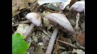 Mycena pelianthina. Champimaginatis. English Text.