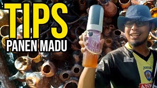 Tips Panen Madu Agar Tidak Diserang!