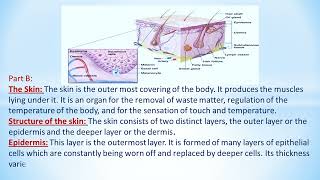 The Excretory System Part 1