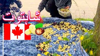 MYSTERY FRUIT Shahtoot شاہتوت (Mulberries) in Canada 🍇 2023