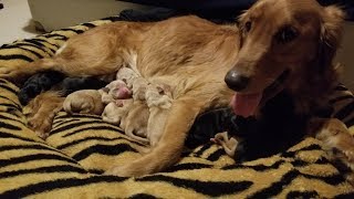 10 Newborn Labrador Golden Retriever Puppies