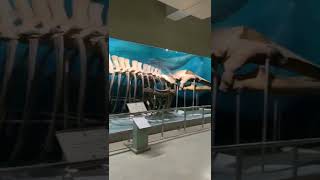 Blue whale skeleton in museum