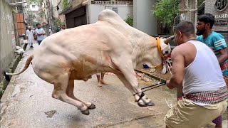 eid ul adha qurbani | beef | meat | cow | eid day | eid mobarak