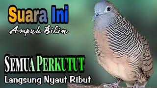 PANCINGAN PERKUTUT // 100% MANJUR SUARA AMPUH BIKIN SEMUA JENIS PERKUTUT AUTO LANGSUNG NYAUT RIBUT !