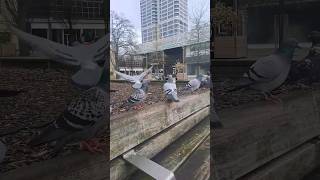 pigeons...street view... #pigeons  #dove #streetview #unitedkingdom #birds #birdsvideo #pigeonsvideo