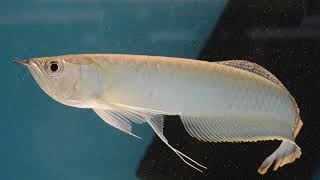 arowana czarna