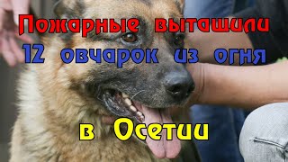 Пожарные вытащили 12 овчарок из огня в Осетии.