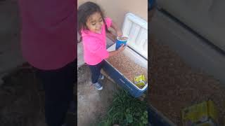 melodie feeding the chickens &quails