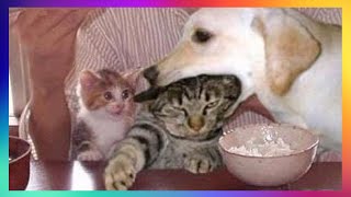 【FUNNY VIDEO】TRY NOT TO LAUGH (DOGS, CATS AND ANIMALS) #7