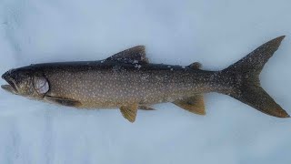 Ice fishing in a thunderstorm? The trout respond!