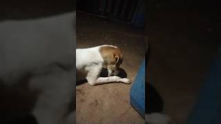 सुंदरी रात्री भाकरी 🍞 खाती 🐶🐕 #viral