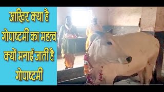 आखिर क्यों मनाई जाती है गोपाष्टमी | गोपाष्टमी का महत्त्व | न्यूज टेम्पल