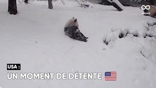 Les pandas profitent de la tempête de neige