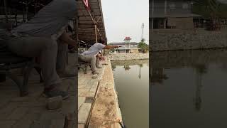 Si om lagi liatin apaan tuh? #trending #viral #video #mancing #shorts #short #mancingnila