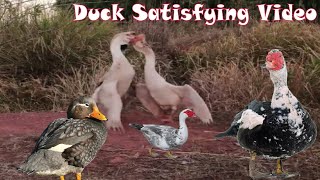 Duck Vs Duck Duck Satisfying Video Wandering Freely in the Duck Field and Playing Ducks