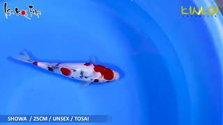 TOSAI SHOWA 25CM ISA KOI FARM