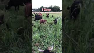 100 cow and calves before and after  #shorts #cow #anime #agriculture #agricultura #viral